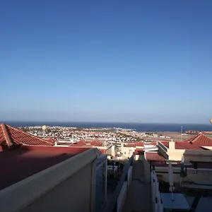 Gaviota Caleta de Fuste